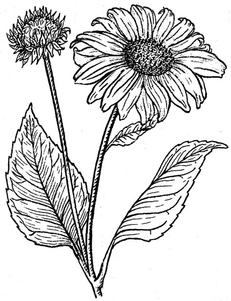 Sunflower Drawing Simple At Getdrawings Free Download