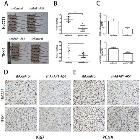 Lncrna Afap1 As1 Promotes Growth And Metastasis Of Cholangiocarcinoma