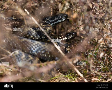 Adders Uk Hi Res Stock Photography And Images Alamy