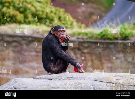 Chimpanzee sitting eating a red bell pepper in its enclosure at ...