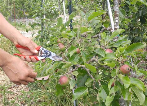 How To Prune An Apple Tree A Step By Step Guide