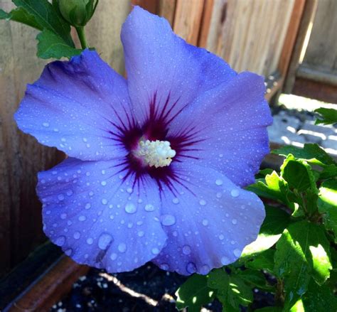 Blue Hibiscus Hibiscus Hibiscus Garden Blue Hibiscus