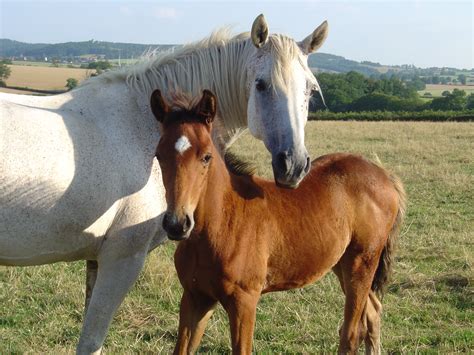 Fichier Poulain et sa maman Wikipédia