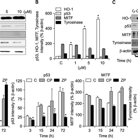 Dopa Reaction Of Melanoblasts And Melanocytes Derived From Epidermal