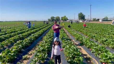 Saatnya Panen Strawberry Buahnya Besar Segar Dan Manis Youtube