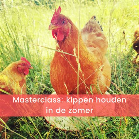 Masterclass Zomer Bekijken De Kippenclub