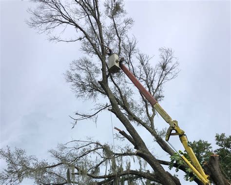 Lakeland Tree Removal Precision Tree And Outdoor Services