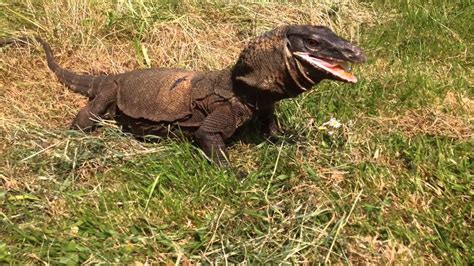 Feeding A Roughneck Monitor Lizard Youtube