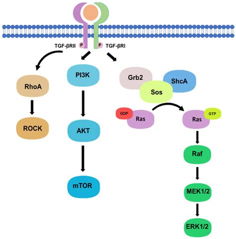 TGF β Signaling From Tissue Fibrosis to Tumor Microenvironment