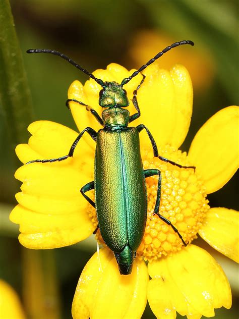 Lytta L Vesicatoria Linnaeus Orden Coleoptera Flickr