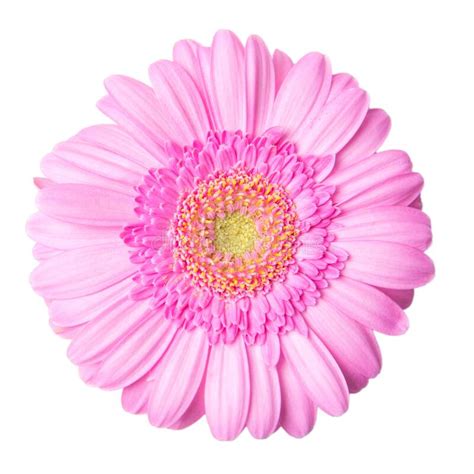 390 Pink Gerbera Flower White Free Stock Photos StockFreeImages