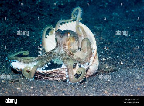 Veined octopus or Coconut octopus [Amphioctopus marginatus] with a clam ...