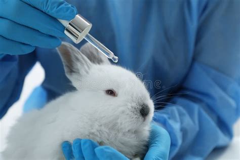 Scientist with Rabbit and Cosmetic Product in Chemical Laboratory ...