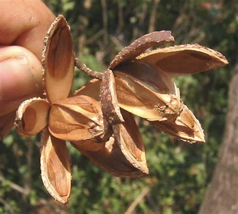 El Cedro Amargo Rbol Majestuoso Y En Peligro El Norte Hoyos