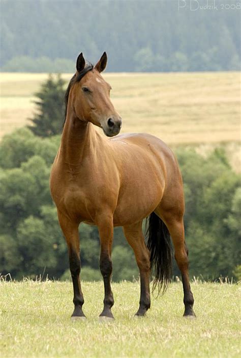 Kupię konia