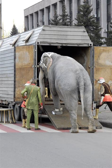 The Elephant Enters The Van Of The Truck Editorial Photography Image