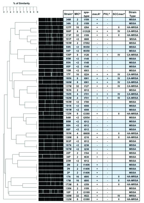 Smai Pfge Dendrogram Comparing Staphylococcus Aureus Strains Isolated