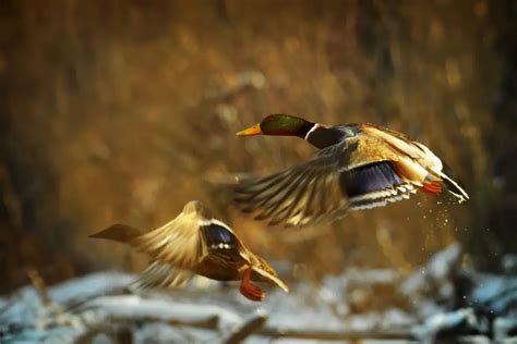 How Fast Can a Duck Fly? - My Bird Garden