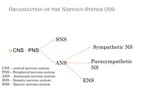 Autonomic Nervous System Flashcards Quizlet