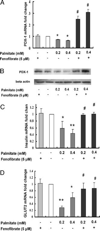 Activation Of Ppar Up Regulates Pdx Expression In Pancreatic Cells