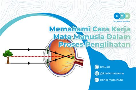 Memahami Cara Kerja Mata Manusia Dalam Proses Penglihatan