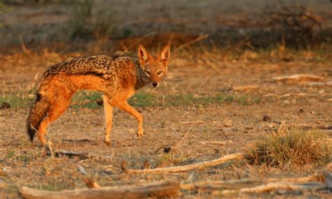 The Black-backed Jackal | Adumu Safaris