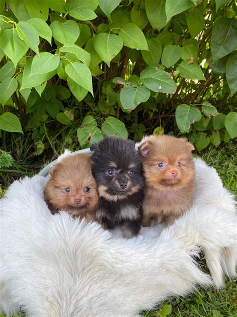 Flotte Pomeranian Valper Til Salgs Finn Torget