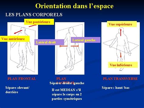 ANATOMIE DU CORPS HUMAIN Les Niveaux Dorganisation De