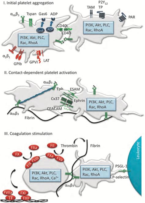 Key Platelet And Plasma Proteins Contributing To Thrombus Stability I