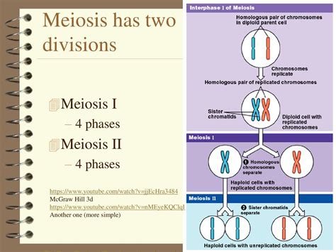 Meiosis And Sexual Reproduction Ppt Download