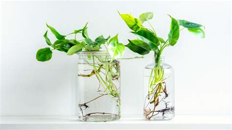 41 Plants That Grow In Water Indefinitely Natures Gateway