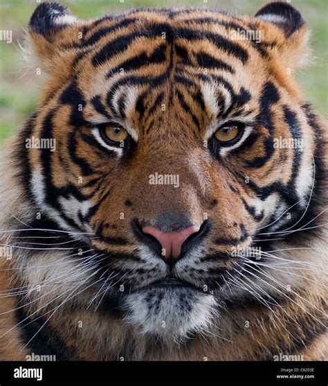 Tiger Portrait Stock Photo Alamy