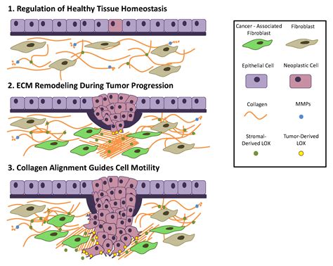 Ijms Free Full Text Role Of Extracellular Matrix In Development And