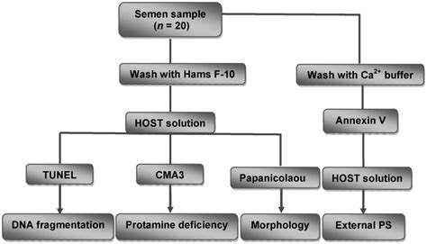 Study Design Host Hypo Osmotic Swelling Test Ps Phosphatidylserine