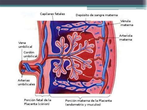 Hormonas Sexualidad Ppt Descarga Gratuita