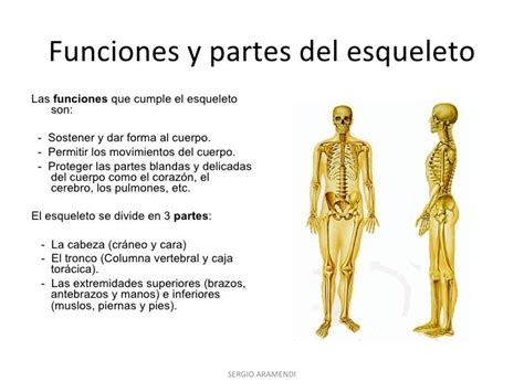 Los Huesos Del Cuerpo Humano