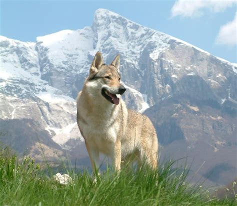 Conozca todos los detalles sobre el perro lobo checoslovaco