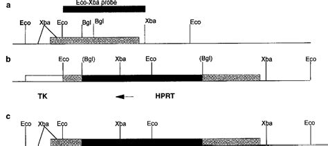 Figure 1 From A Mouse Model Of Galactose 1 Phosphate Uridyl Transferase Deficiency Semantic