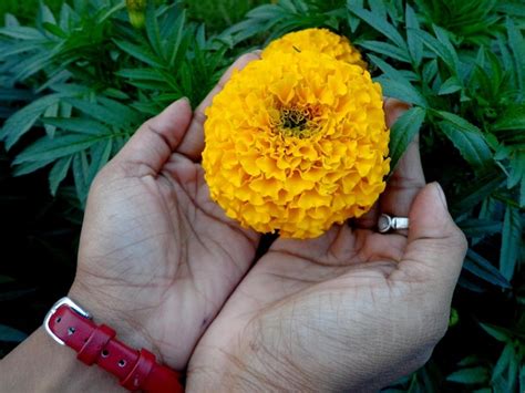 Premium Photo Close Up Of Hands Holding Yellow Flower