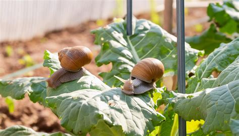 Comment se débarrasser des escargots et limaces 15 astuces