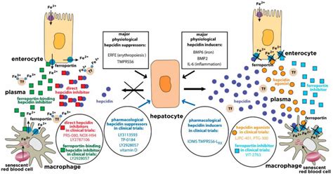 Hepcidin function, hepcidin mechanism & diseases associated with ...