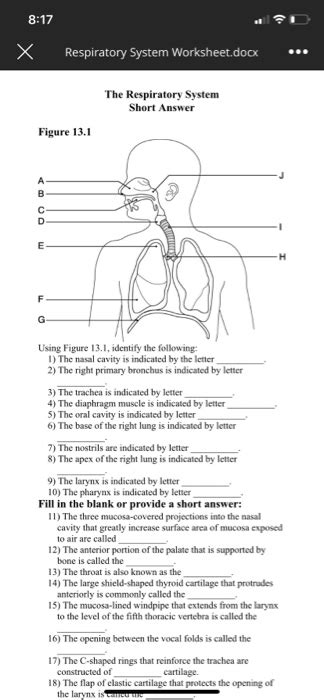 Respiratory System Worksheet Labeled