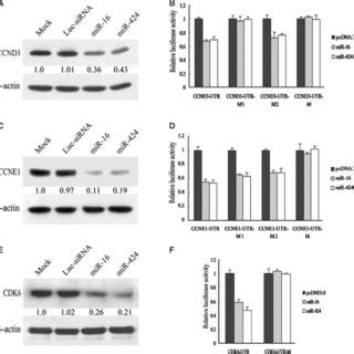 Mir And Mir Regulated A Set Of Cell Cycle Genes Western Blot