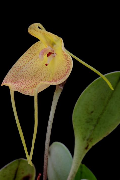 Masdevallia Citrinella Wiel Driessen Flickr