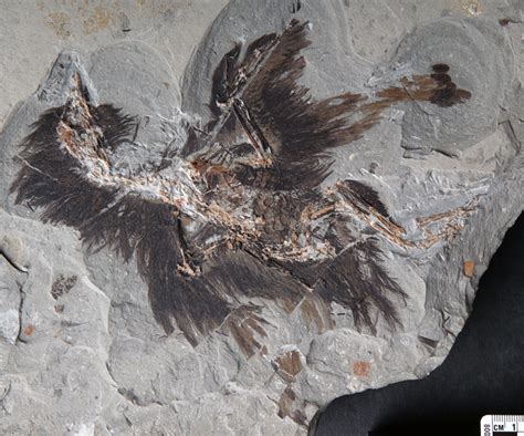 Keratin And Melanosomes Preserved In 130 Million Year Old Bird Fossil