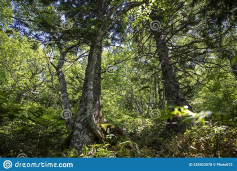 July 15, 2021, Kunashir Island, Kuril Islands Stock Photo - Image of ...