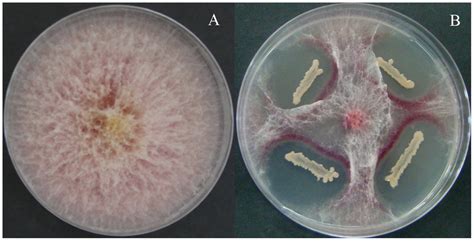 In Vitro Interaction Between B Subtilis Sg And F Graminearum In Dual