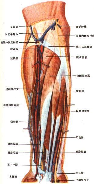 五、臂和前臂前面的血管 《人体解剖学》 中医世家