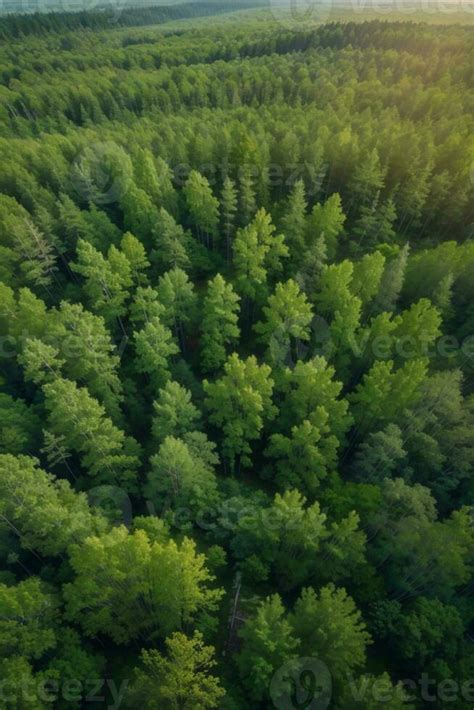 Aerial Top View Of Summer Green Trees In Forest In Rural Finland Ai