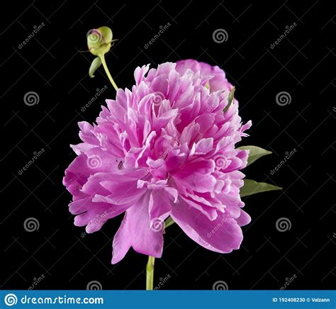 Pink Peonies Flower Isolated On Black Background Stock Photo Image Of